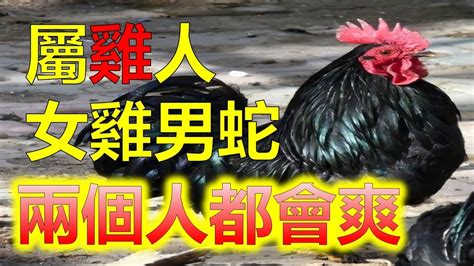 屬雞性格|十二生肖之：解析屬雞之人性格特點；及生活、事業、感情之路